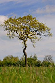 Tall tree